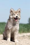 CHIEN FINNOIS DE LAPONIE 589
